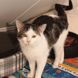 Katze Nero ist verspielter Kuschler Katze Nero ist verspielter Kuschler