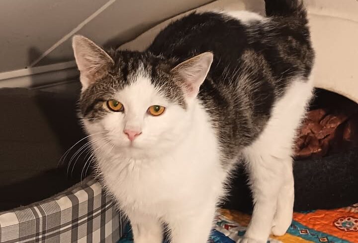 Katze Nero ist verspielter Kuschler
