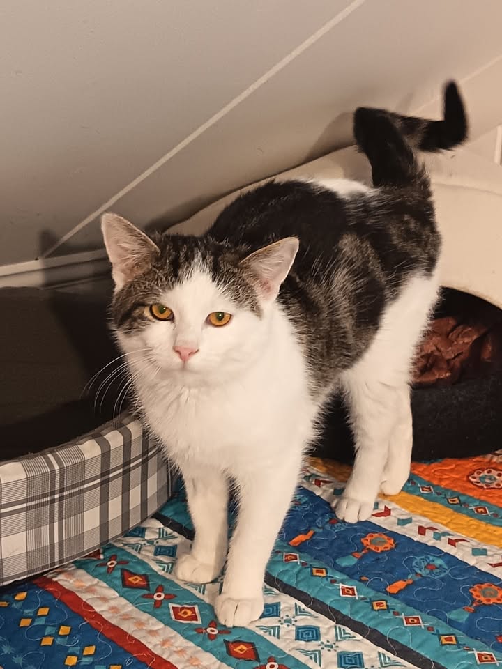 Katze Nero ist verspielter Kuschler Katze Nero ist verspielter Kuschler