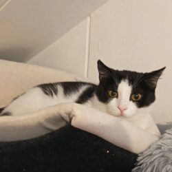 Katze Franzi zeigt sanfte Momente beim Pflegestelle-Besuch