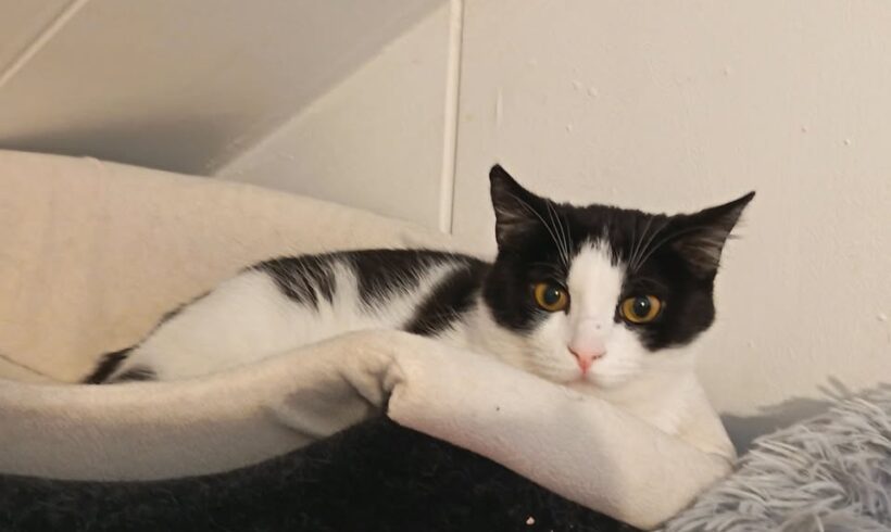 Katze Franzi zeigt sanfte Momente beim Pflegestelle-Besuch