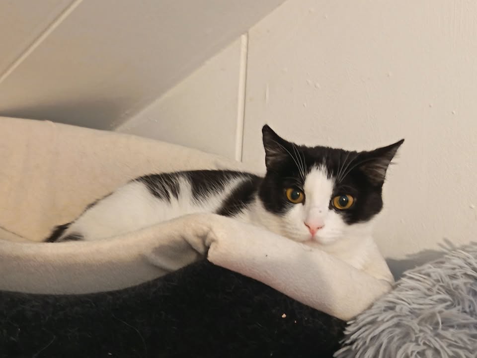 Katze Franzi zeigt sanfte Momente beim Pflegestelle-Besuch Katze Franzi zeigt sanfte Momente beim Pflegestelle-Besuch