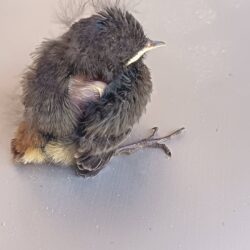 Babyvogel nach Notfall in die Wildtierstation gebracht Babyvogel nach Notfall in die Wildtierstation gebracht