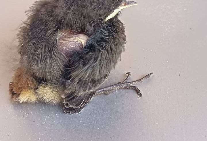 Babyvogel nach Notfall in die Wildtierstation gebracht