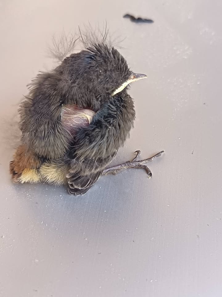 Babyvogel nach Notfall in die Wildtierstation gebracht Babyvogel nach Notfall in die Wildtierstation gebracht