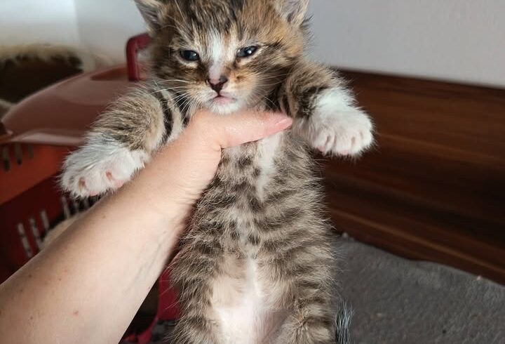 Kitten Loco, Lilly, Dusty und Rosie suchen paarweise Zuhause