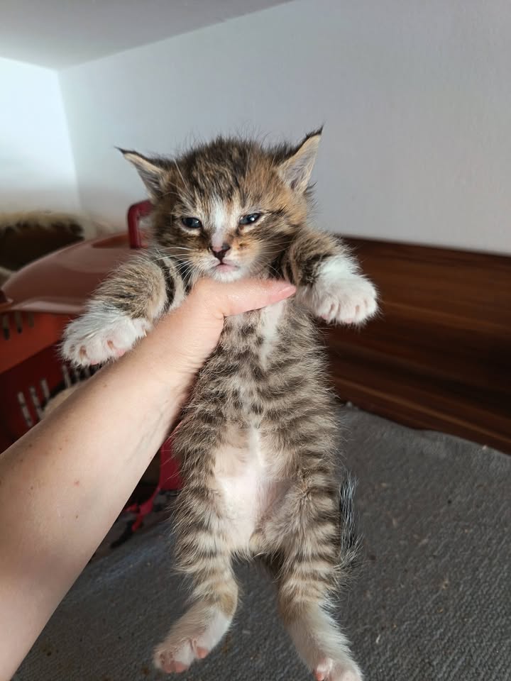 Kitten Loco, Lilly, Dusty und Rosie suchen paarweise Zuhause Kitten Loco, Lilly, Dusty und Rosie suchen paarweise Zuhause