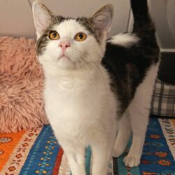 Katzen Nero und Franzi ziehen gemeinsam aus
