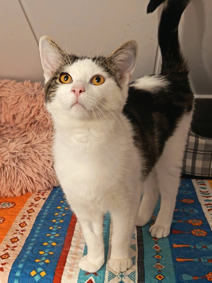Katzen Nero und Franzi ziehen gemeinsam aus Katzen Nero und Franzi ziehen gemeinsam aus