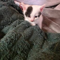 Kater Flint wird auf Pflegestelle in Kolsass betreut