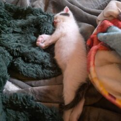 Katze Flint nach Schnupfen besiegt im Alltag Katze Flint nach Schnupfen besiegt im Alltag