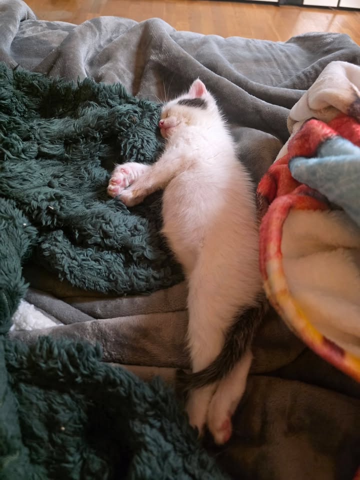 Katze Flint nach Schnupfen besiegt im Alltag Katze Flint nach Schnupfen besiegt im Alltag