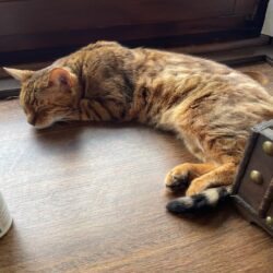 Bengalenkatze Shy (12 Jahre) sucht Zuhause