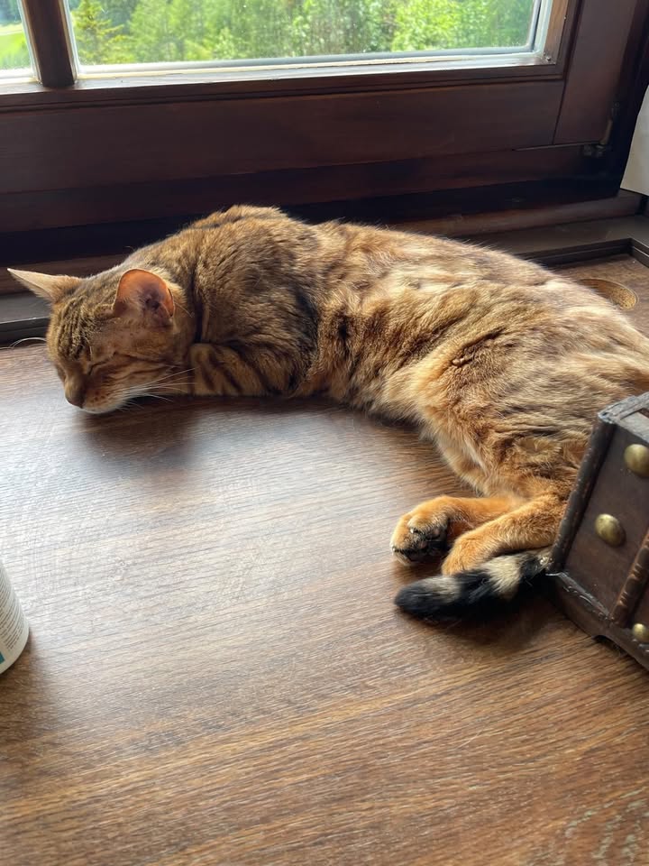 Bengalenkatze Shy (12 Jahre) sucht Zuhause Bengalenkatze Shy (12 Jahre) sucht Zuhause