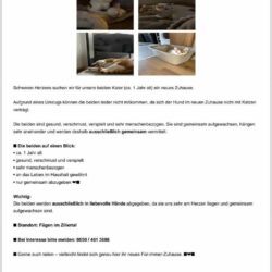 Katerjungen suchen gemeinsam ein Zuhause