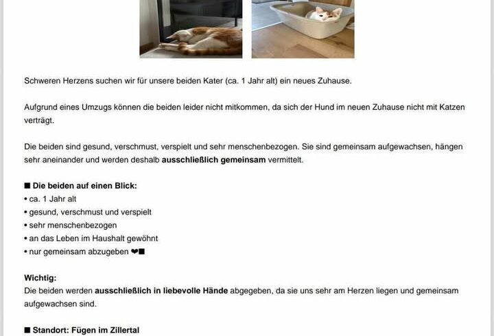 Katerjungen suchen gemeinsam ein Zuhause