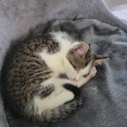 Katze Houdini und Bess als unzertrennliches Geschwister-Duo Katze Houdini und Bess als unzertrennliches Geschwister-Duo