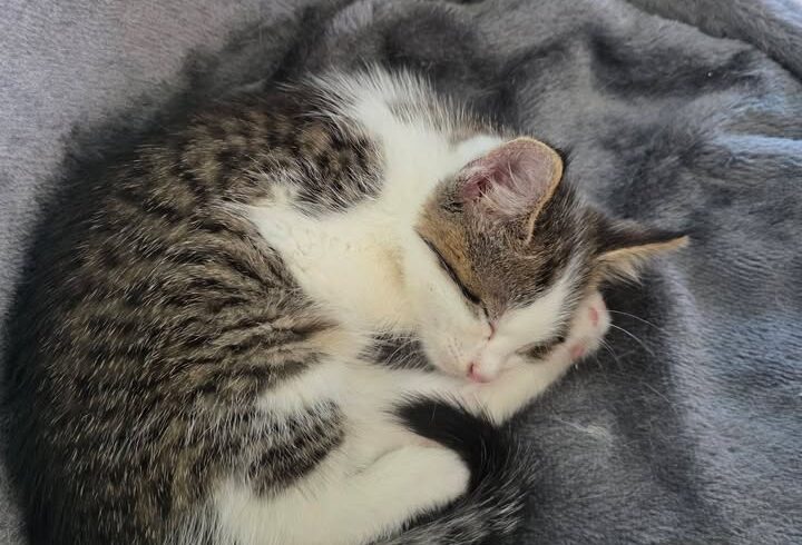 Katze Houdini und Bess als unzertrennliches Geschwister-Duo