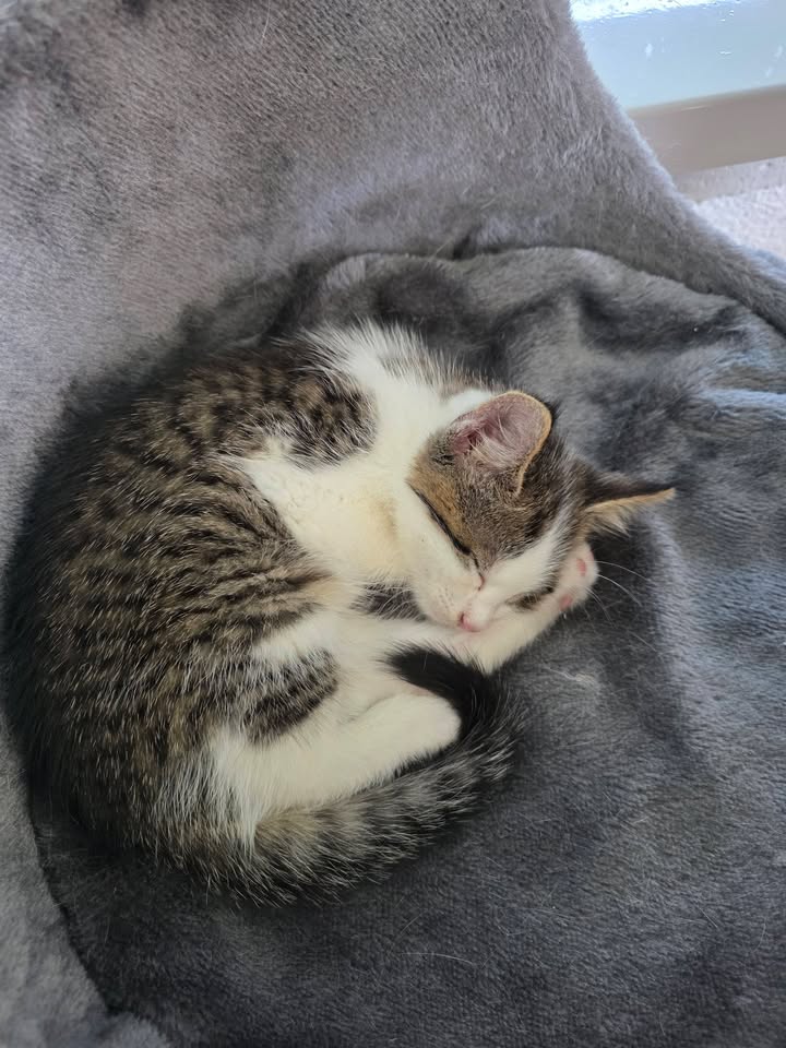 Katze Houdini und Bess als unzertrennliches Geschwister-Duo Katze Houdini und Bess als unzertrennliches Geschwister-Duo