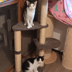 Franzi und Nero – erfolgreiche Vermittlung beendet Suche Franzi und Nero – erfolgreiche Vermittlung beendet Suche
