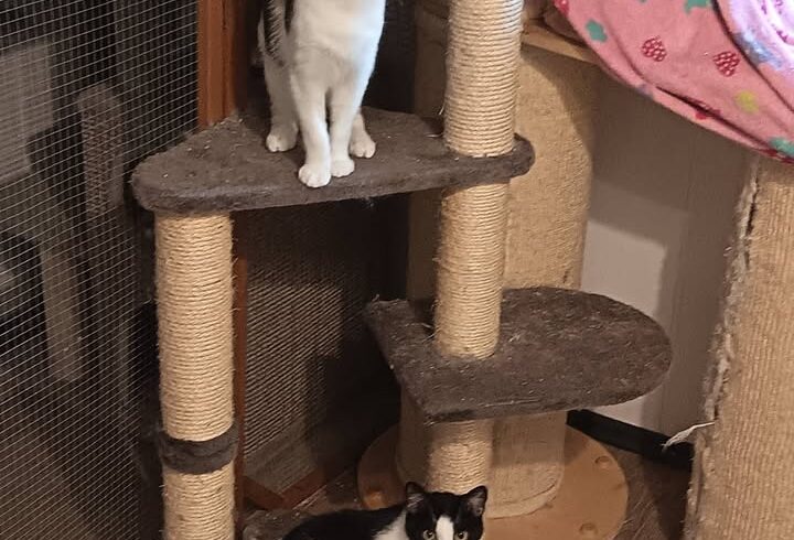 Franzi und Nero – erfolgreiche Vermittlung beendet Suche