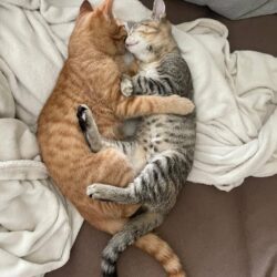 Geschwisterkatzenpaar sucht gemeinsames Zuhause