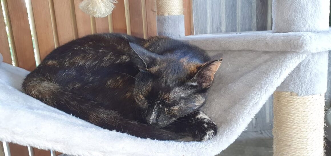 Katze Gina – Erinnerung an einen freien Geist Katze Gina – Erinnerung an einen freien Geist