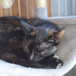 Katze Gina – Erinnerung an einen freien Geist Katze Gina – Erinnerung an einen freien Geist