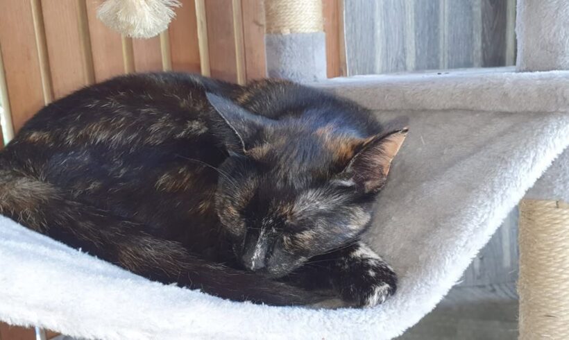 Katze Gina – Erinnerung an einen freien Geist