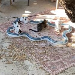 Katzen auf Kreta mit neuem Spieltunnel und Ball Katzen auf Kreta mit neuem Spieltunnel und Ball