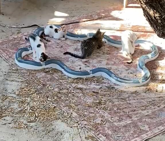 Katzen auf Kreta mit neuem Spieltunnel und Ball
