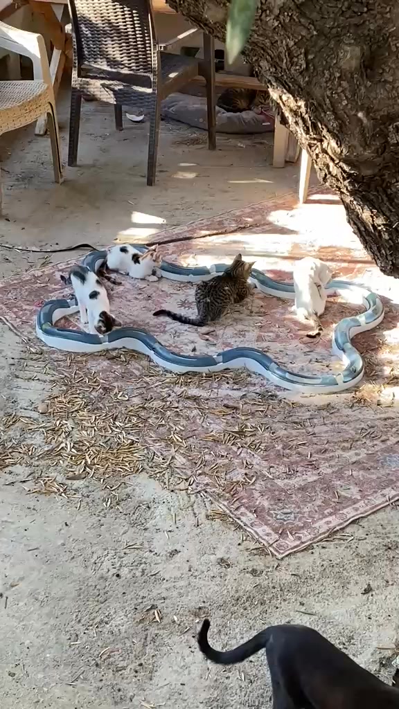 Katzen auf Kreta mit neuem Spieltunnel und Ball Katzen auf Kreta mit neuem Spieltunnel und Ball