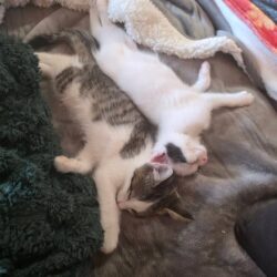 Drei Katzenkater nur paarweise oder mit Jungkater ab 7 Wochen