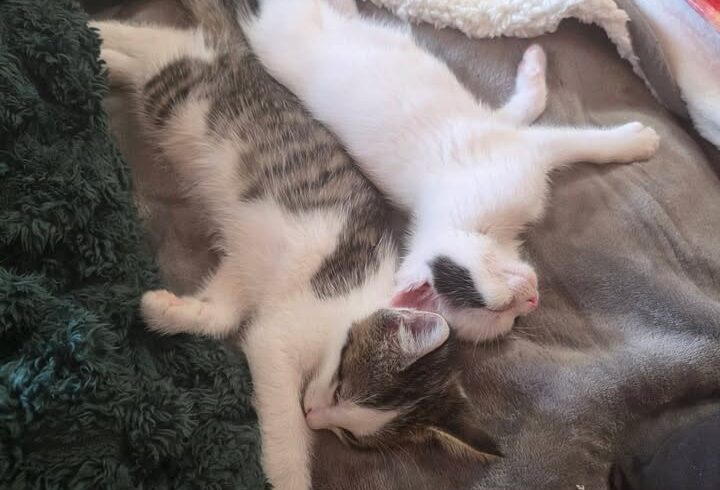Drei Katzenkater nur paarweise oder mit Jungkater ab 7 Wochen