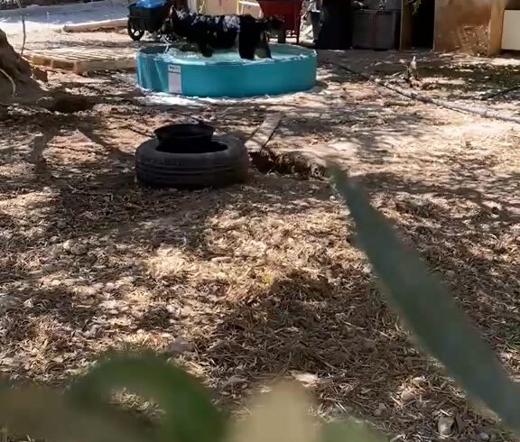 Hundepool auf Kreta sorgt für Erfrischung und Freude