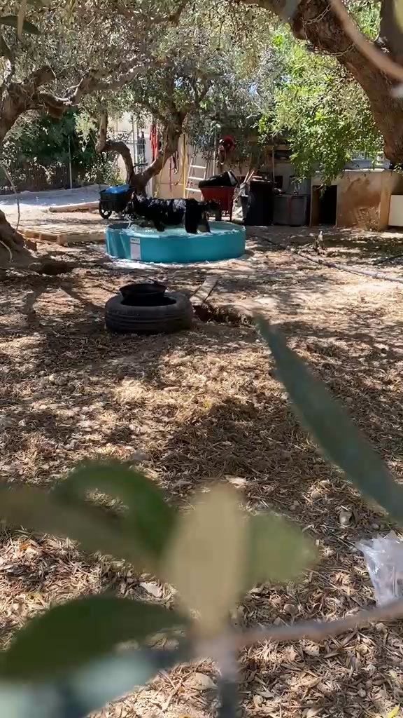 Hundepool auf Kreta sorgt für Erfrischung und Freude Hundepool auf Kreta sorgt für Erfrischung und Freude
