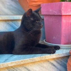 Patenschaft für den Kater Shadow auf Kreta