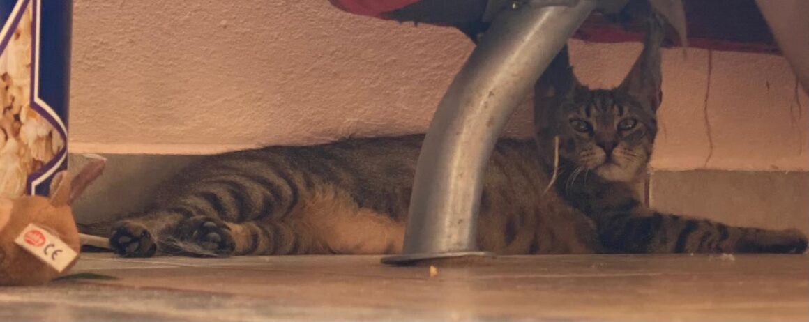 Katze Keona auf Kreta mit Patenschaft unterstützt