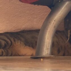 Katze Keona auf Kreta mit Patenschaft unterstützt