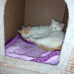 Katzen Whisky, Baccardi und Malibu: Vermittlung