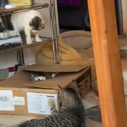 Katzenfreude mit Versandkarton und Spielzeug