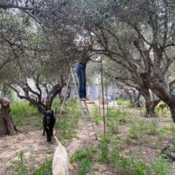 Hundeauslauf selbstgebaut für sichere Lebensqualität
