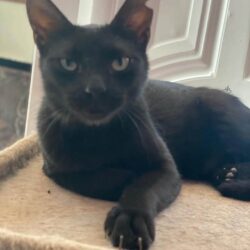 Patenschaft für den Kater Midnight in Kreta