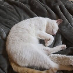 Kater Serapis sucht Futterpaten und eventuell Zuhause