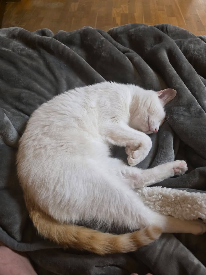 Kater Serapis sucht Futterpaten und eventuell Zuhause Kater Serapis sucht Futterpaten und eventuell Zuhause