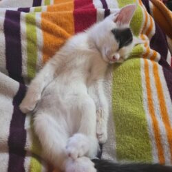 Vermittlung: Kitten Flint nur zu gleichaltriger Katze