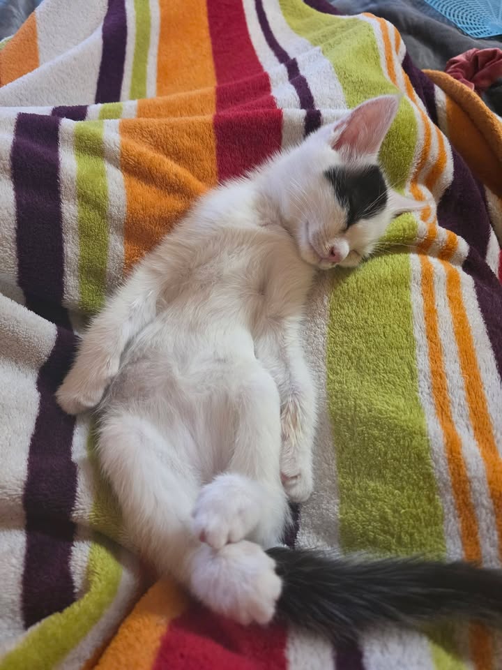 Vermittlung: Kitten Flint nur zu gleichaltriger Katze Vermittlung: Kitten Flint nur zu gleichaltriger Katze