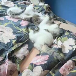 Drei verspielte Katzenkinder suchen gemeinsames Zuhause Drei verspielte Katzenkinder suchen gemeinsames Zuhause