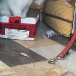 Spendenaufruf für Tierschutz Kreta und Libelle