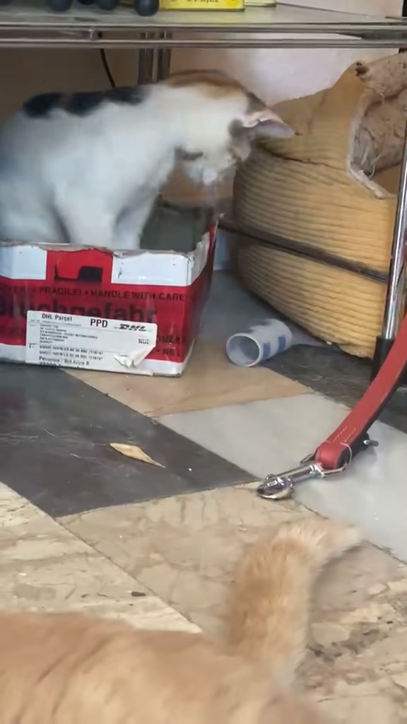 Spendenaufruf für Tierschutz Kreta und Libelle Spendenaufruf für Tierschutz Kreta und Libelle